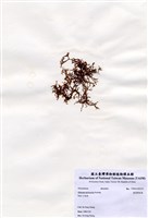 藏品(鹿角網地藻)的圖片